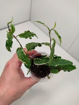Фикус стреловидный Sagittata Mutabilis укорененный черенок
